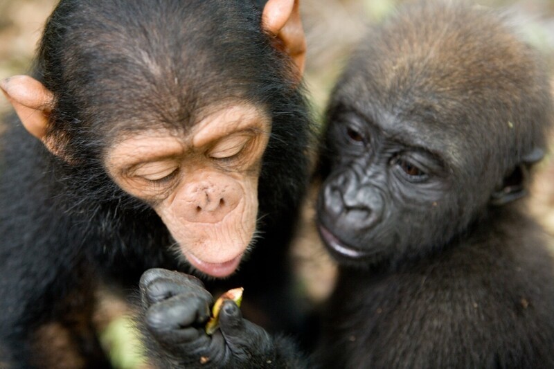 Сиротки гориллы и шимпанзе подружились в заповеднике 