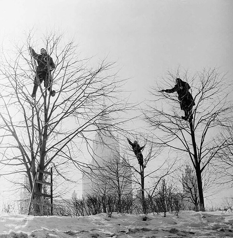 Отважные советские женщины обрезают деревья на Ленинских горах, 1960 год