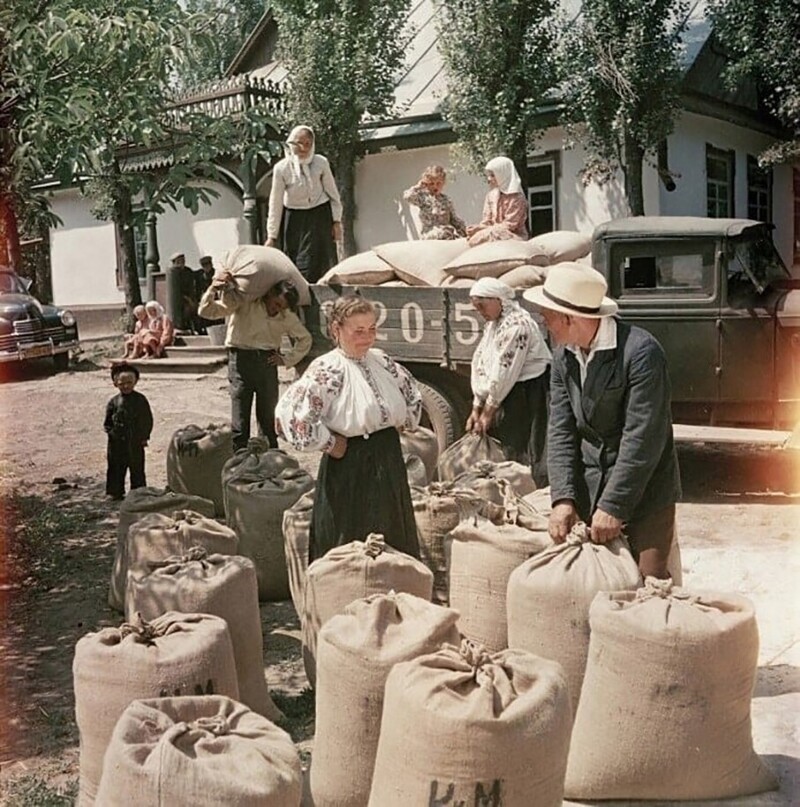 Выдача пшеницы и продуктов на трудодни. Автор фото Семён Фридлянд. УССР, 1951