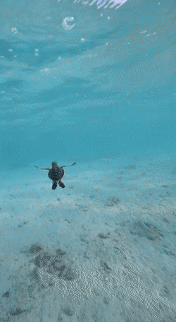 Гифки дня Гифки дня