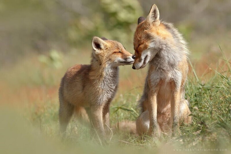 Фотограф показала, какими нежными могут быть лисы