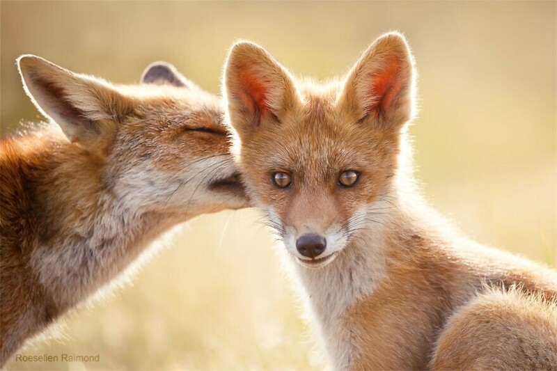 Фотограф показала, какими нежными могут быть лисы