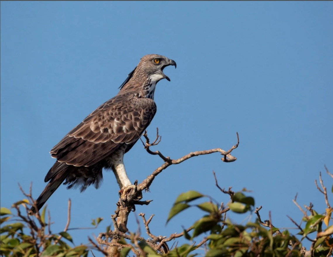 Чёрный хохлатый орёл (Spizaetus Tyrannus)