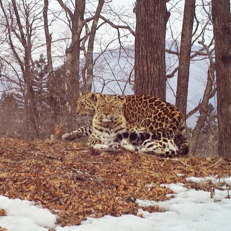 Любовные игры  диких кошек в национальном парке «Земля леопардов»