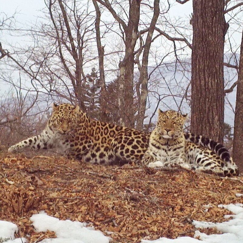 Любовные игры  диких кошек в национальном парке «Земля леопардов»
