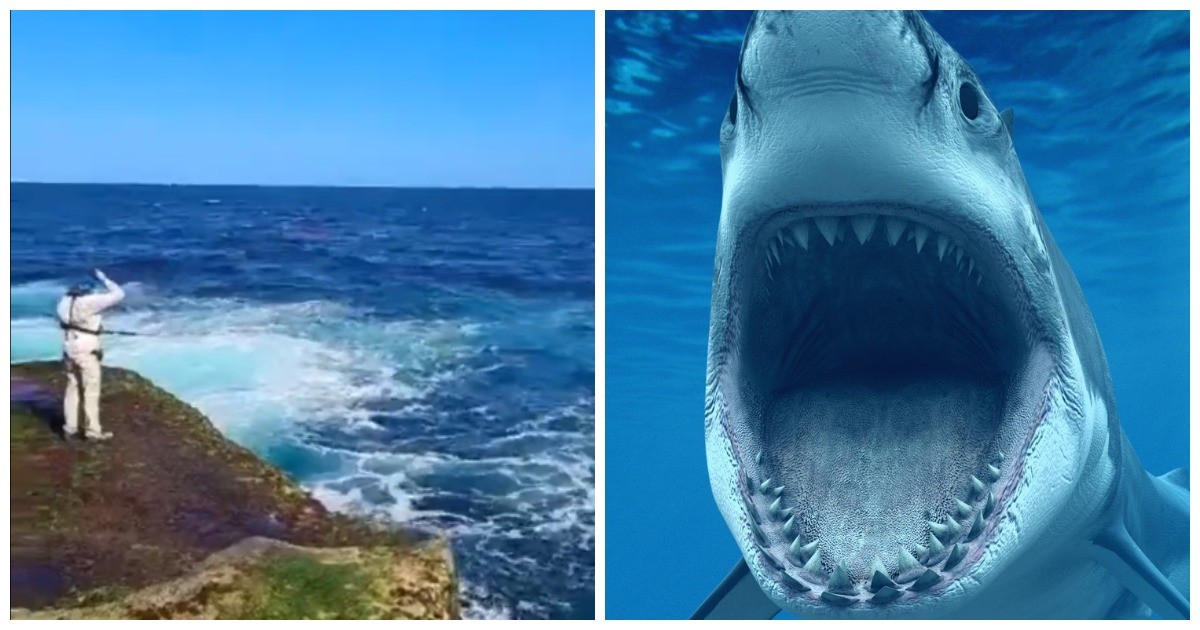 В Австралии белая акула напала на мужчину на глазах у десятков людей
