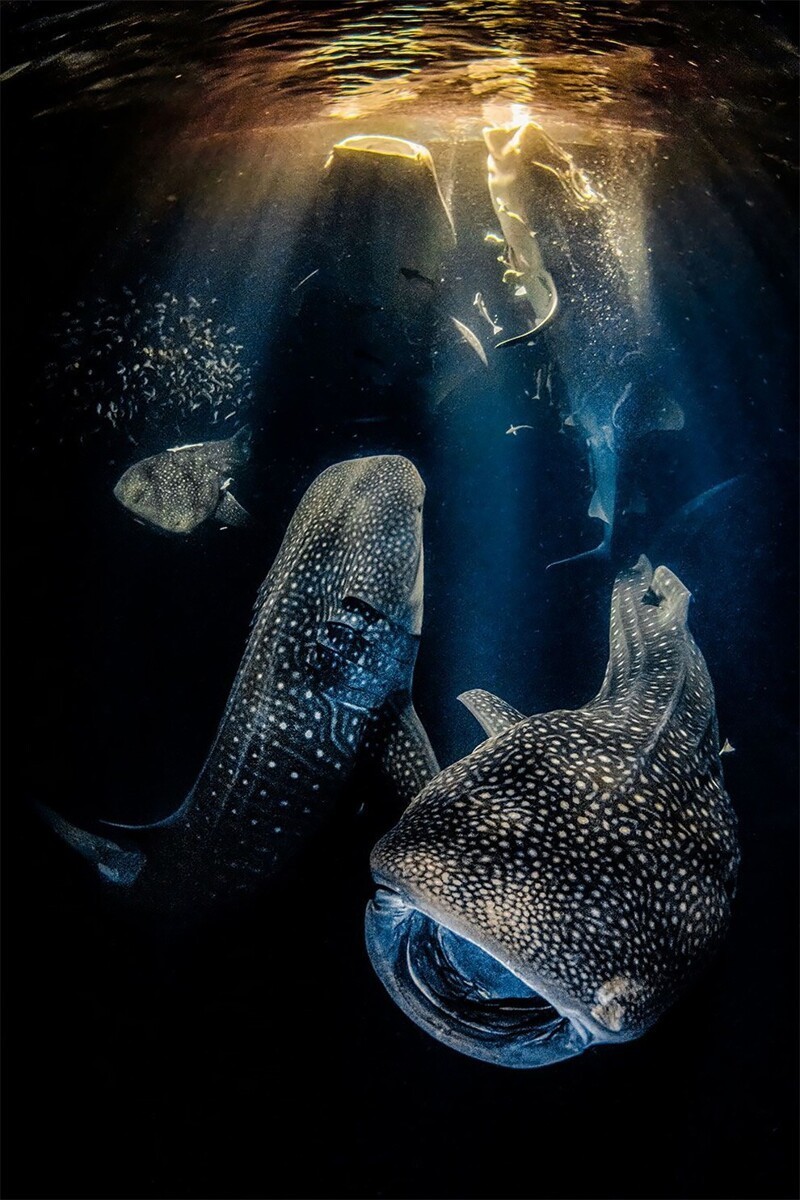 Подводный фотограф года 2022: Гиганты ночи. © Рафаэль Фернандес Кабальеро/UPY 2022