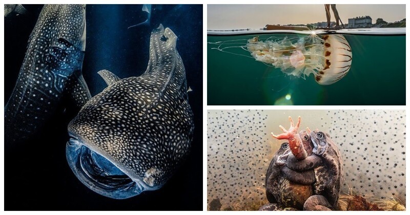 Впечатляющие фотографии-победители конкурса "Подводный фотограф-2022"