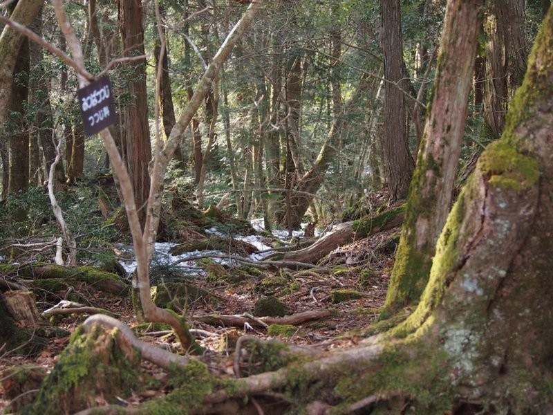 Лес самоубийц: самое мрачное место на земле