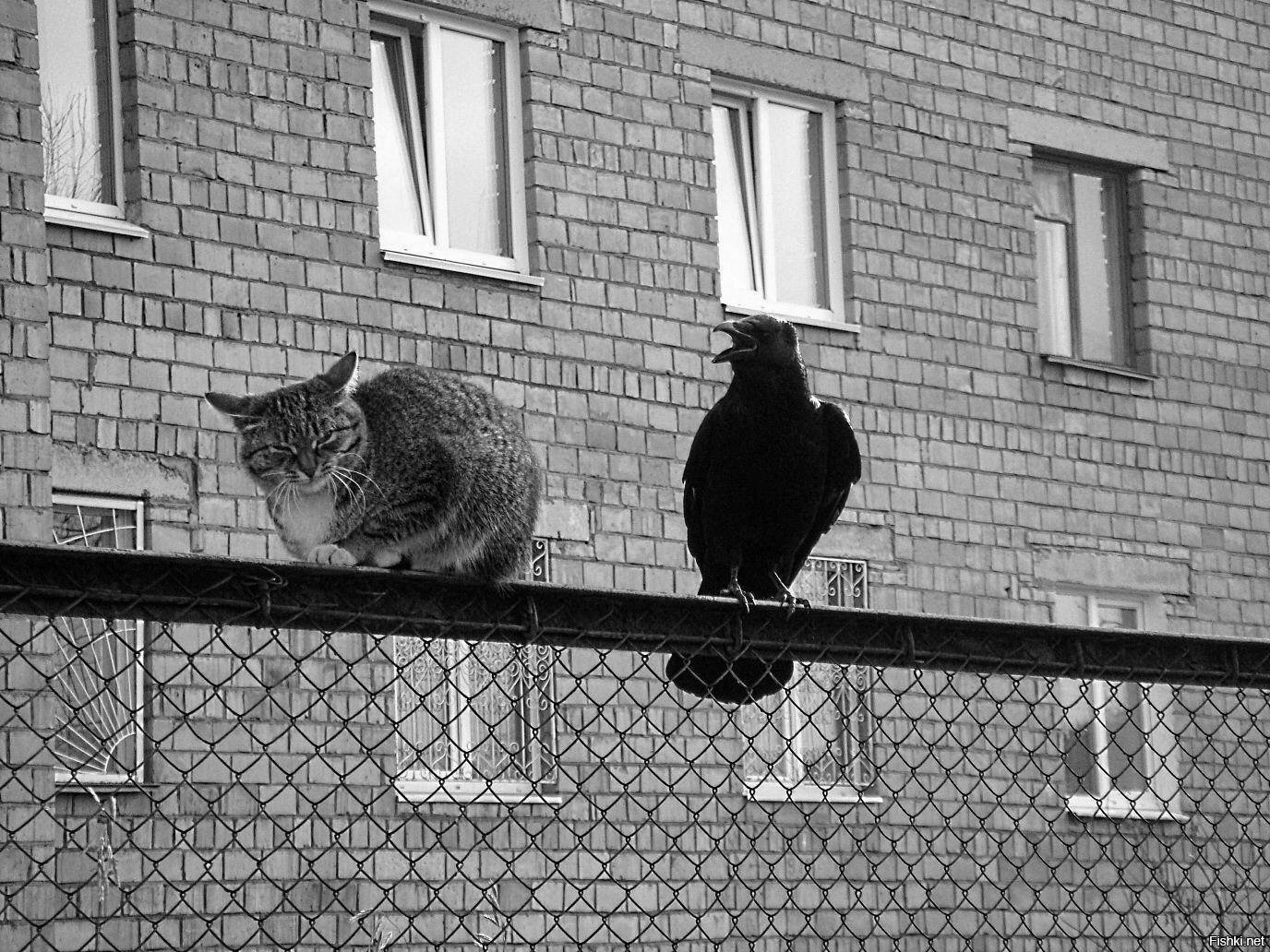 Кот Ворон Фото