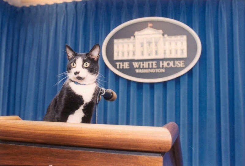 Кот президента Клинтона занял подиум пресс-секретаря в Белом доме, 1993 год