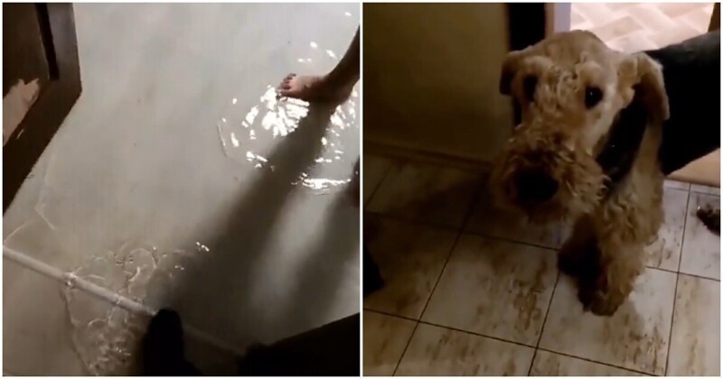 Озорной пёс устроил потоп в квартире хозяев