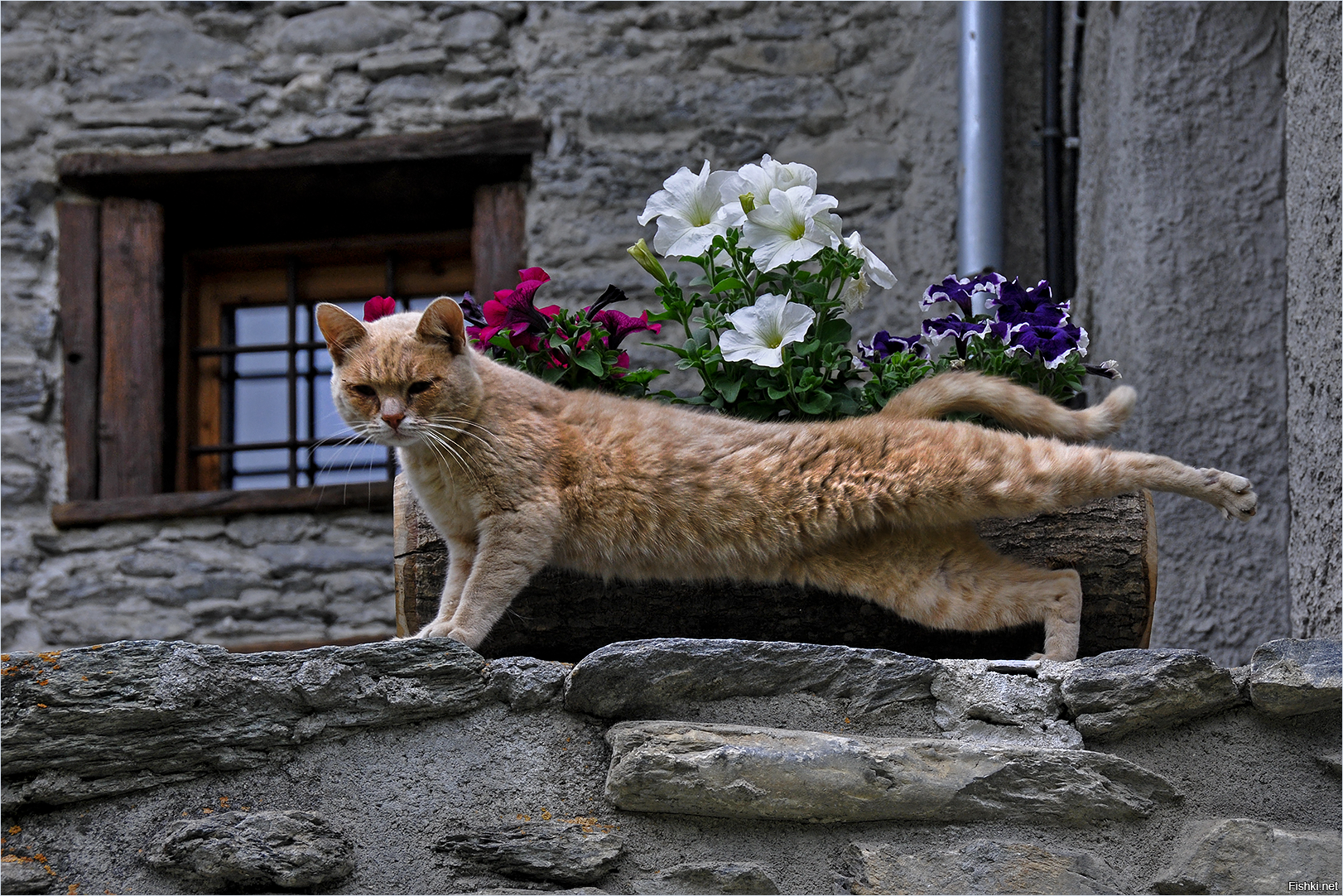 Брачный зов кошки. Кошки в Италии. Итальянская кошка. Бездомные кошки в Италии. Кошка итальянка.