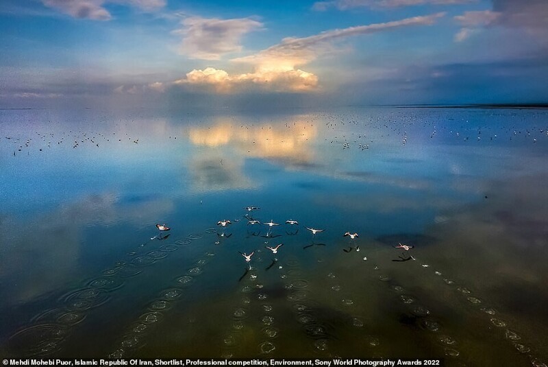Фламинго в заповеднике Мианкале, Иран. Фотограф Mehdi Mohebi Puor