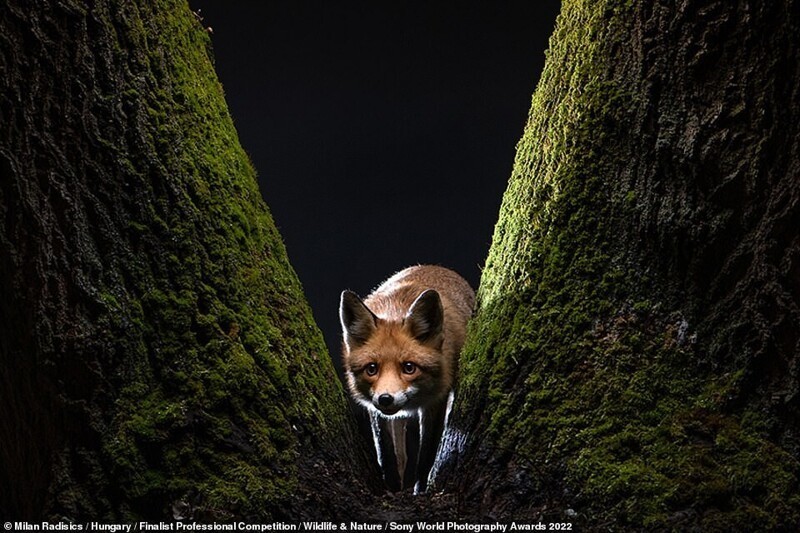 Лисица притаилась в деревьях. Фотограф Milan Radisics, Венгрия