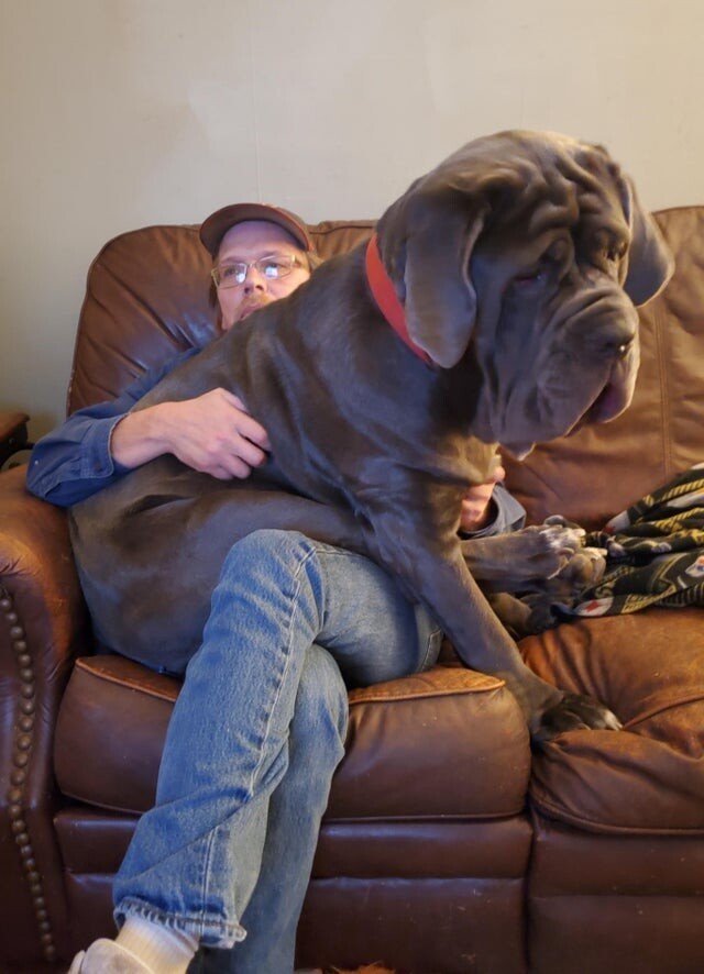 Папе тяжело, но он не может отказать нашему псу, и позволяет сидеть у себя на коленках