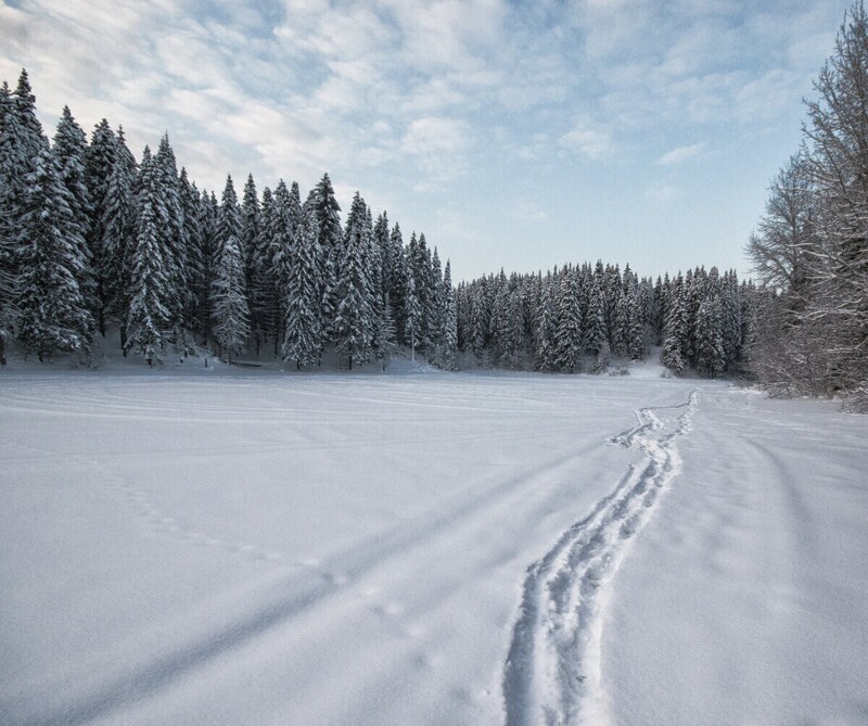 Еловый лес в зимнем одеянии.