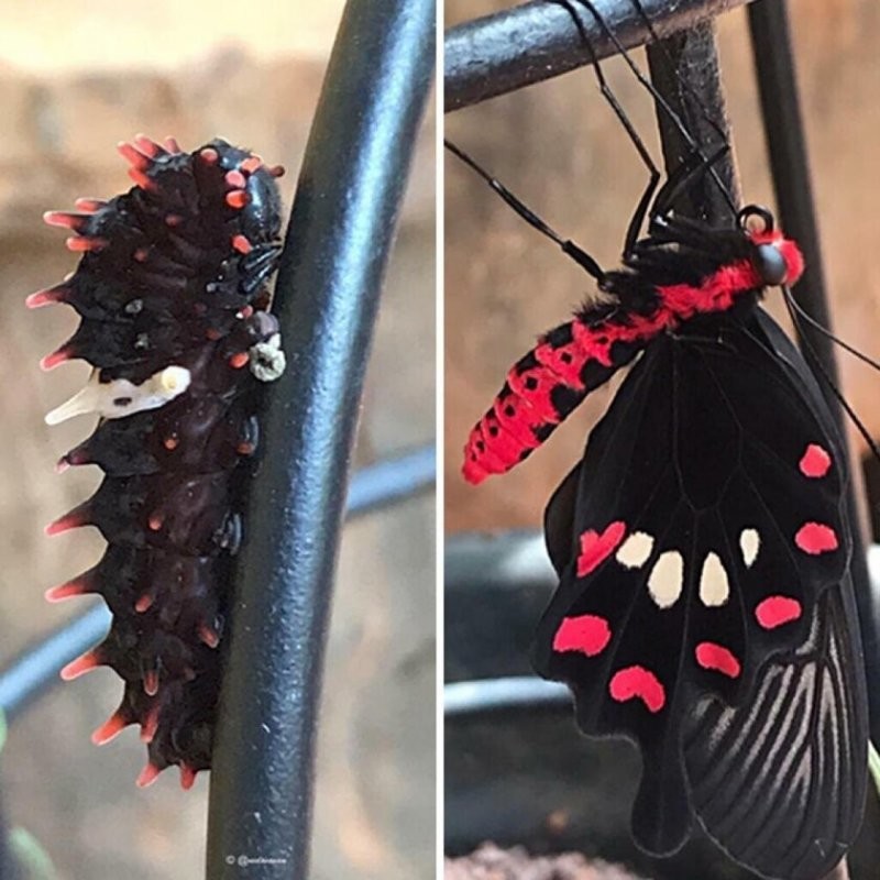 Превращение из гусеницы в бабочку