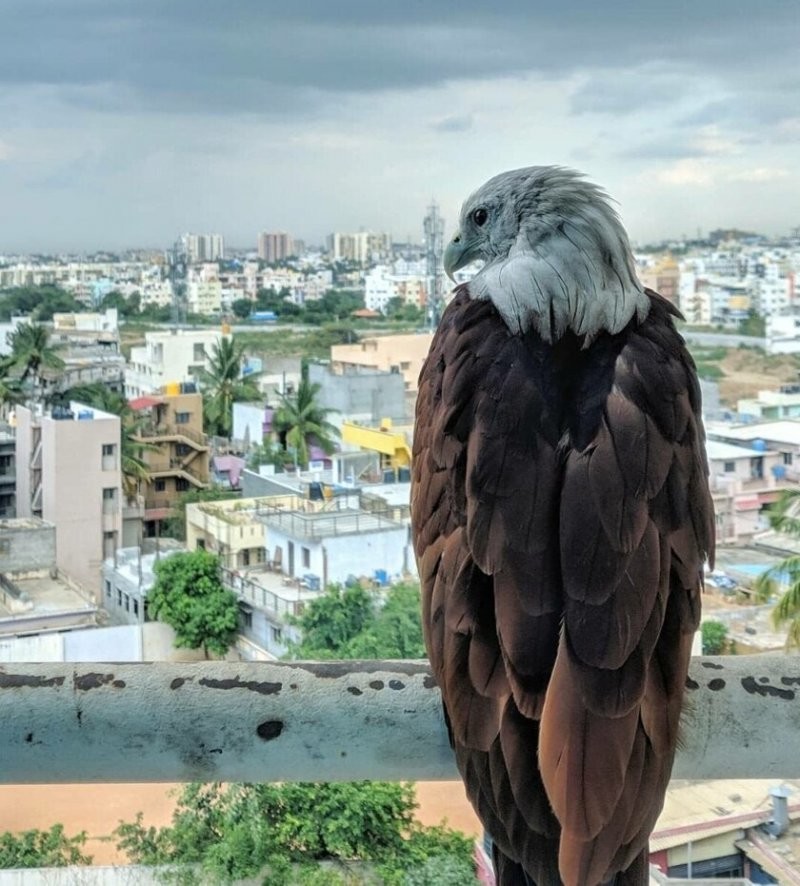 Этот орлан присел попозировать на балконе торгового центра