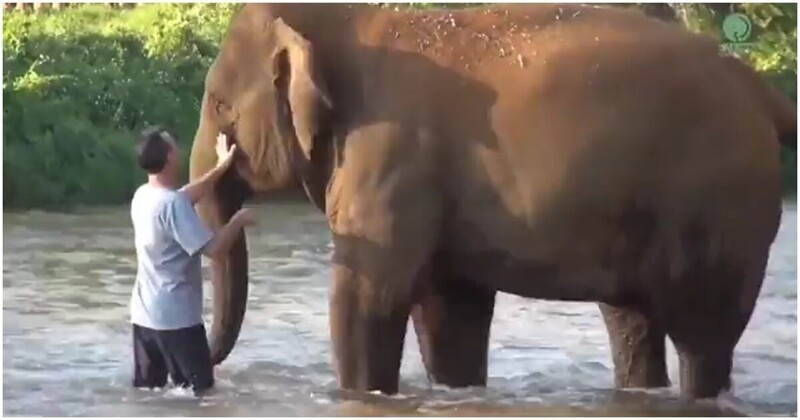 Встреча слонов со своим опекуном после долгой разлуки