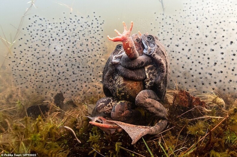 Любовь лягушек в пруду города Вантаа, Финляндия. Фотограф Pekka Tuuri