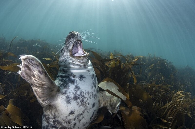 Счастливый тюлень у острова Ланди, Англия. Фотограф Henley Spiers