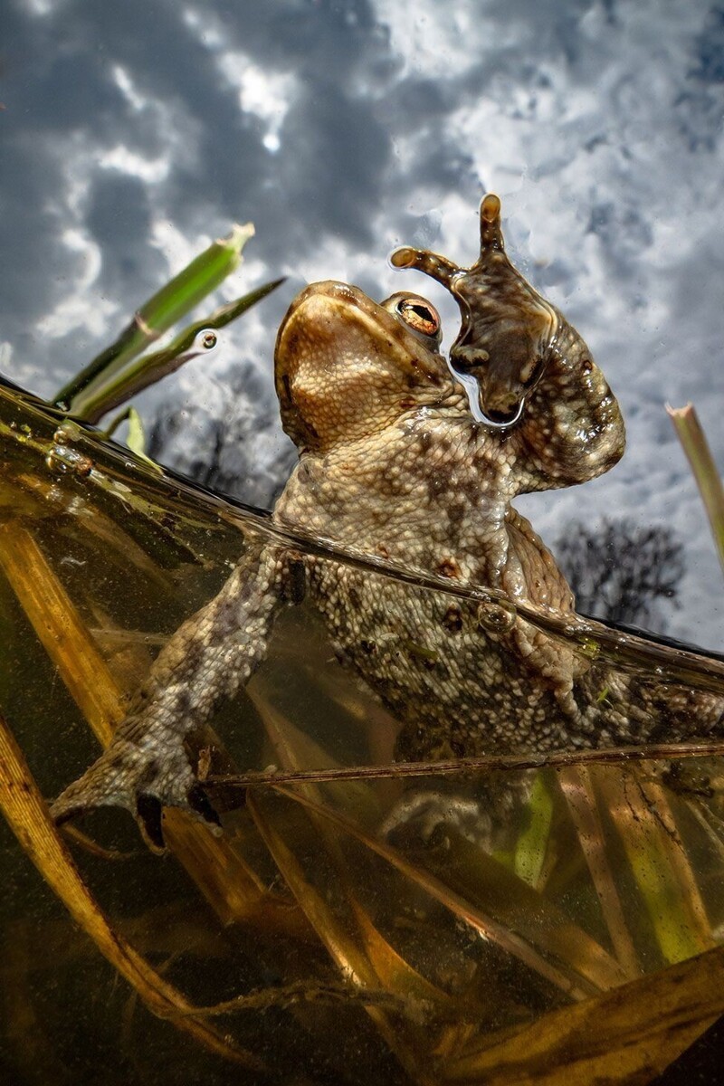 Лягушка показывает "Всем мир!", Германия. Фотограф Enrico Somogyi