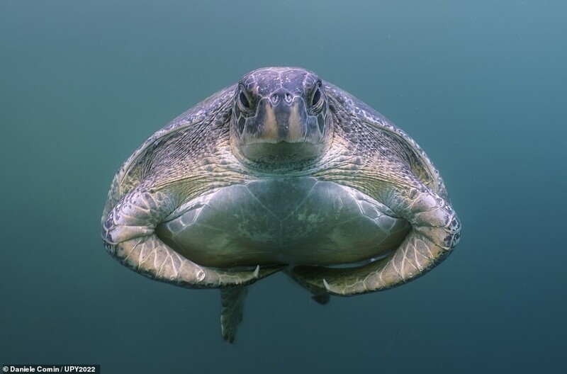 Зеленая черепаха на Галапагосских островах. Фотограф Daniele Comin