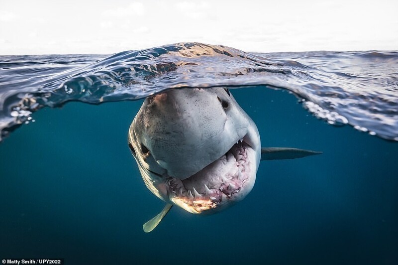 Акула у берегов островов Нептун, Южная Австралия. Фотограф Matty Smith