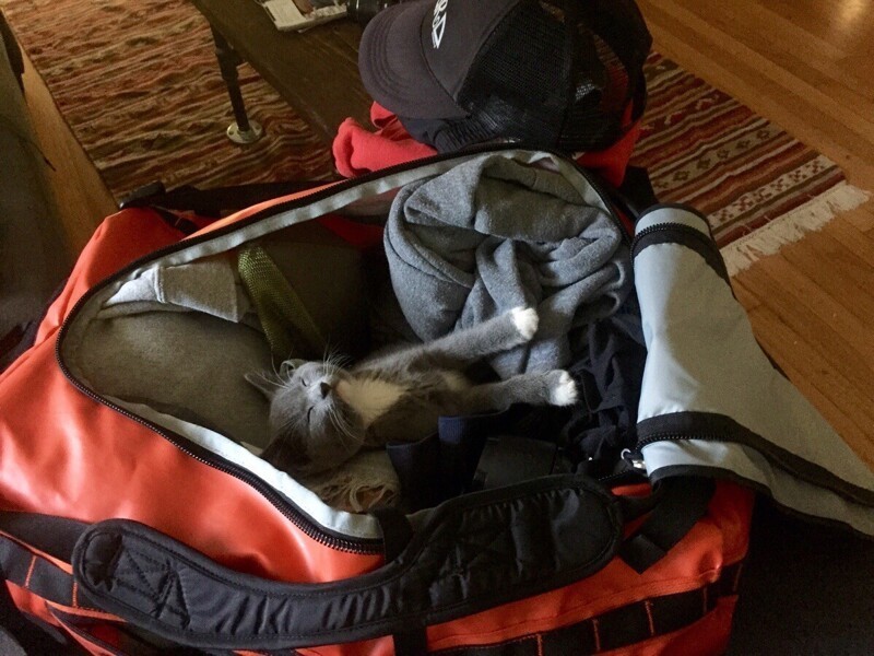 Мы собрали чемоданы, чтобы уехать на выходные. Утром увидели это