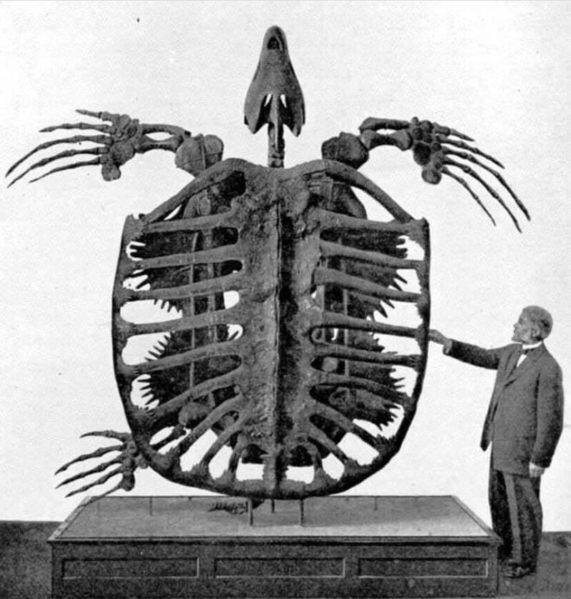 Скелет архелона Ишироса, самой большой черепахи, которая когда-либо существовала. На выставке Йельского Музея естественной истории Пибоди, 1902 год