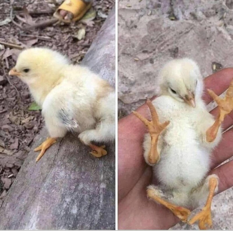 Курица, которая родилась с двумя дополнительными ногами