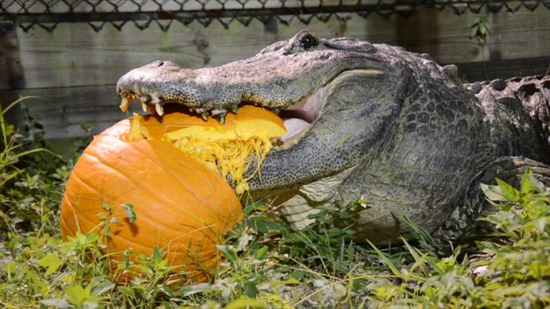 Несмотря на то, что крокодилы плотоядные, они любят есть фрукты и некоторые растения. Этим они дополняют свой рацион витаминами и волокнами