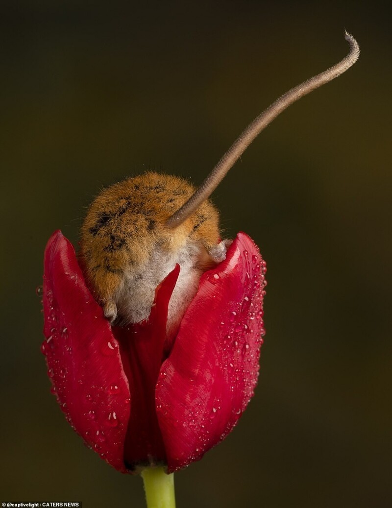 Милота дня: мышка затаилась в тюльпане