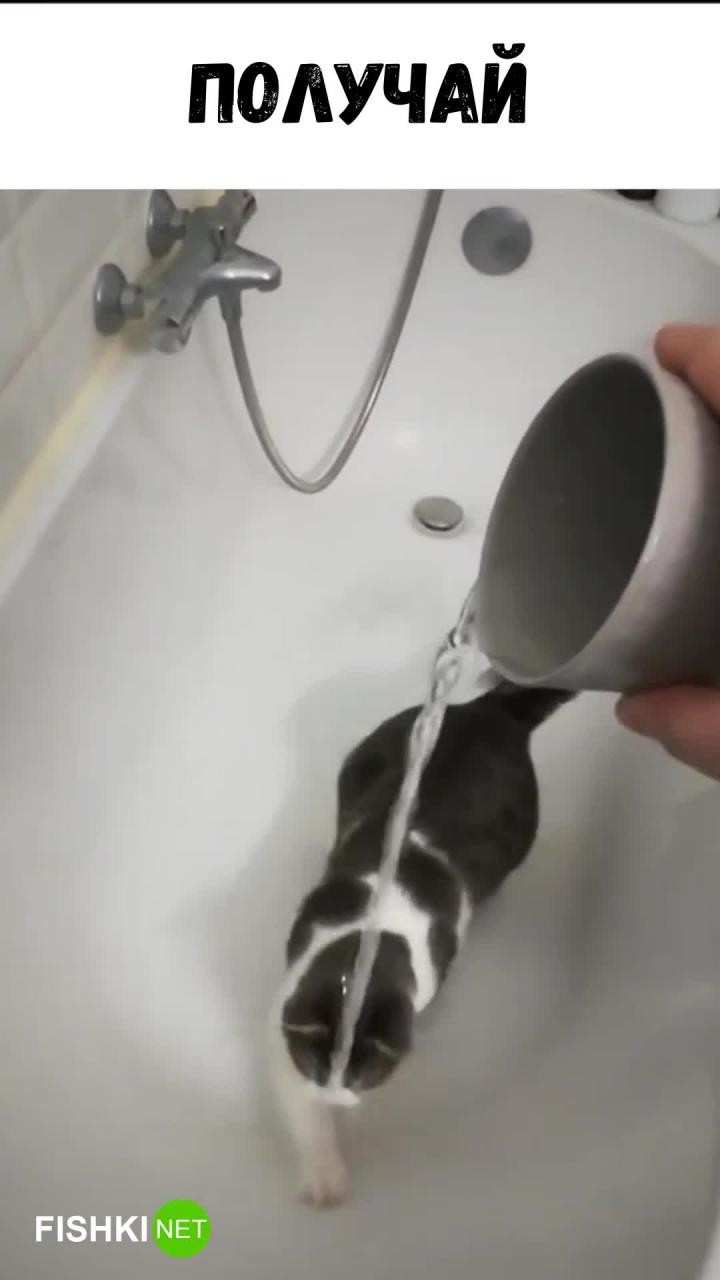 Забавная реакция кота на воду