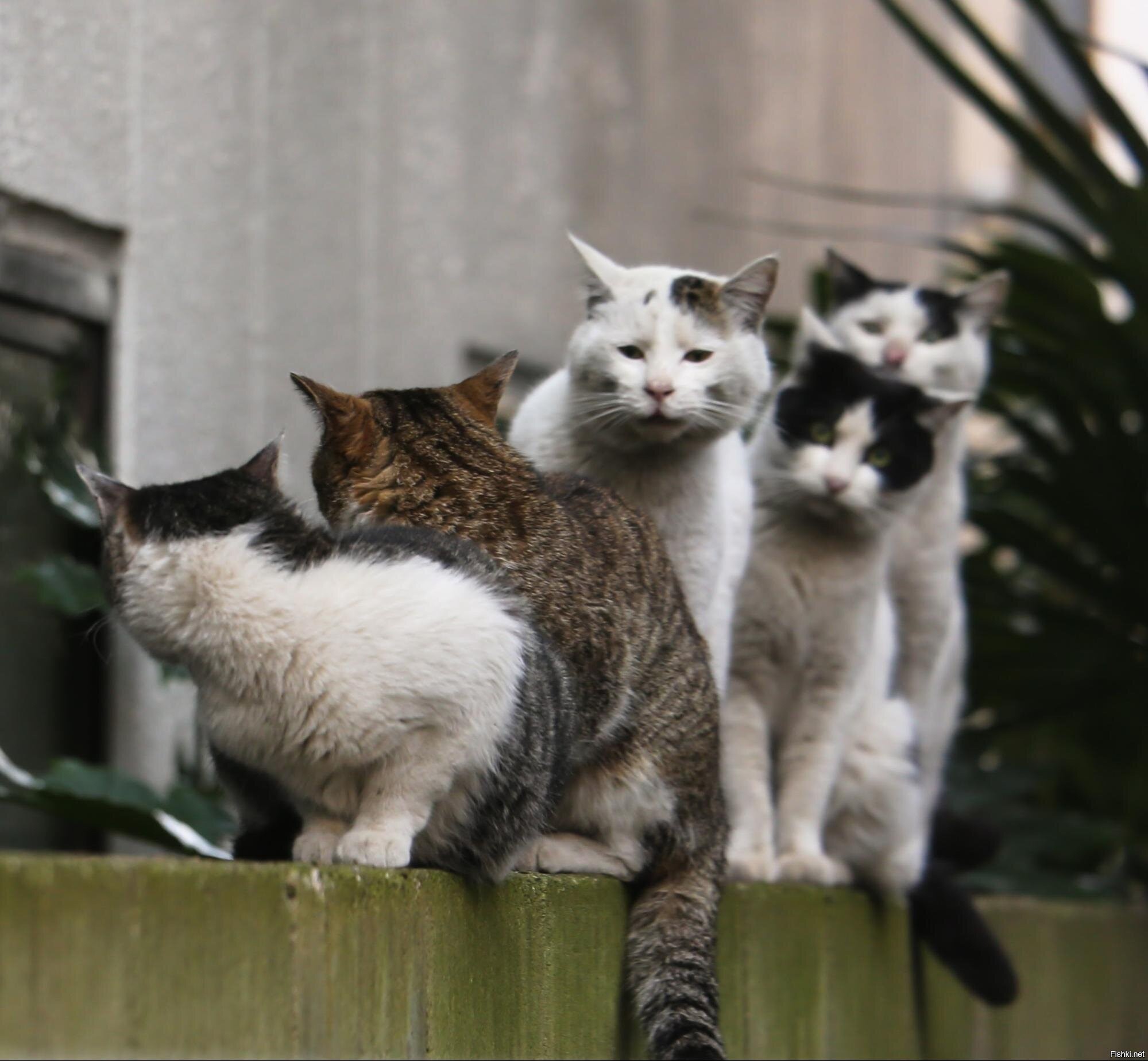 Кот приход. Очередь из котов. Три кошки. Кошки в очереди. Много котиков.