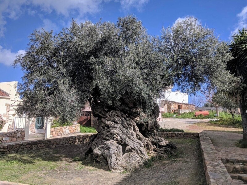 Оливковое дерево Вува, возраст которого, как полагают, составляет от 2000 до 4000 лет