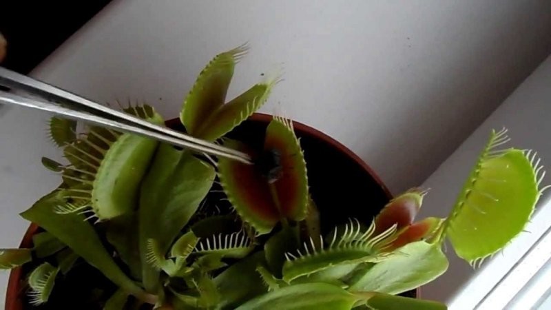 Киберпанк на пороге: учёные научились управлять плотоядными растениями