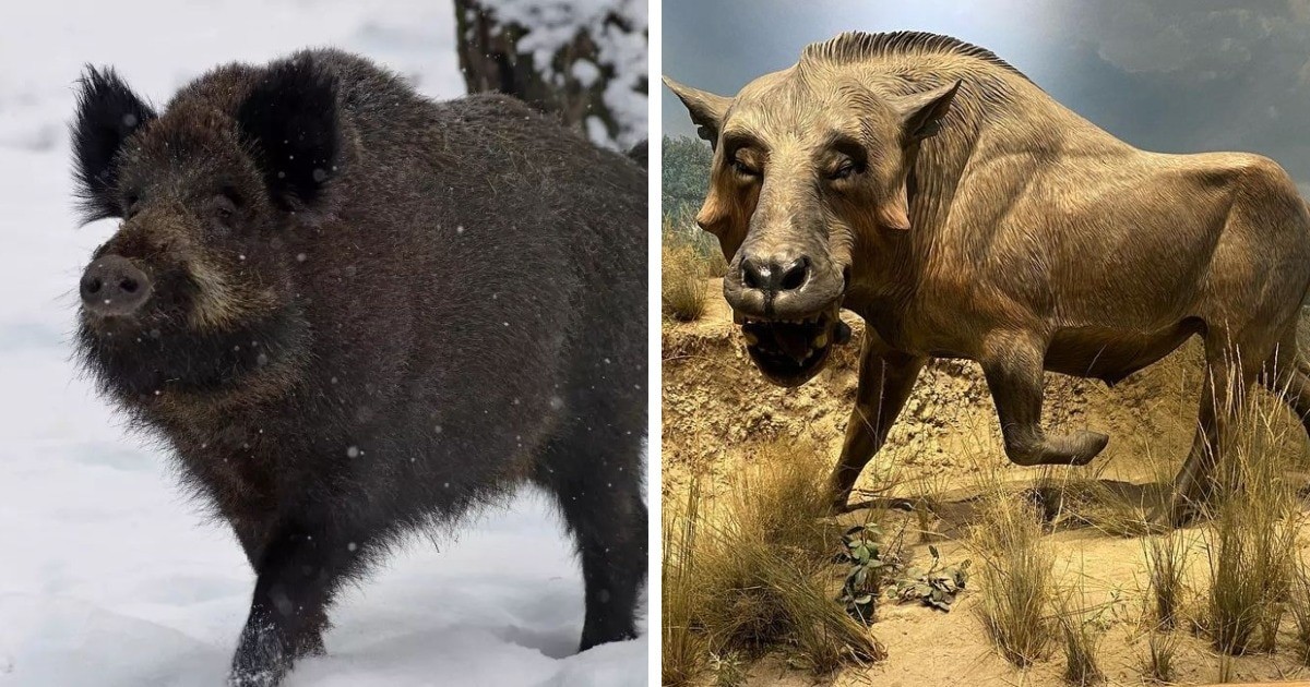 Фотосравнение современных животных с их предками