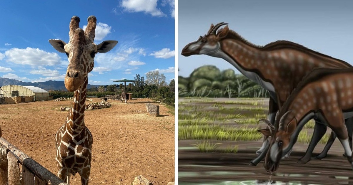 Фотосравнение современных животных с их предками