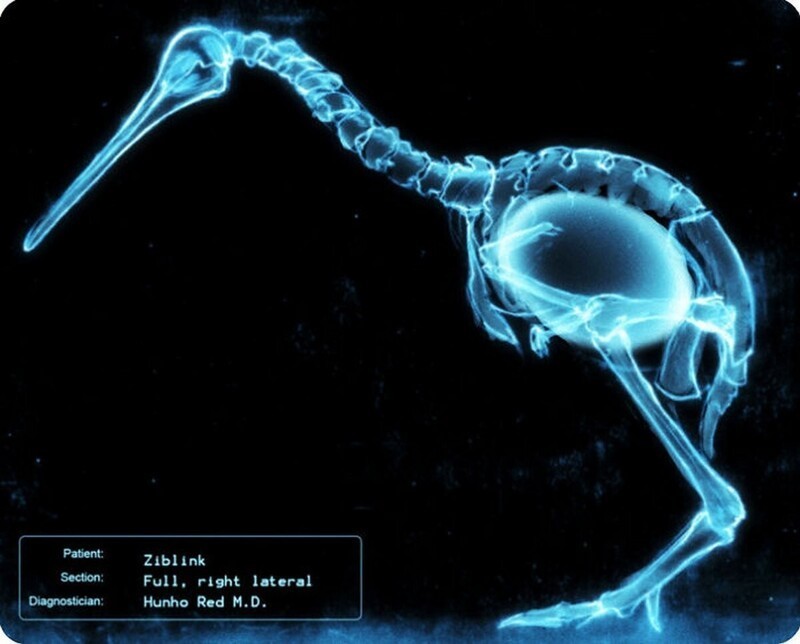 Рентгеновский снимок птицы киви, готовящейся снести яйцо