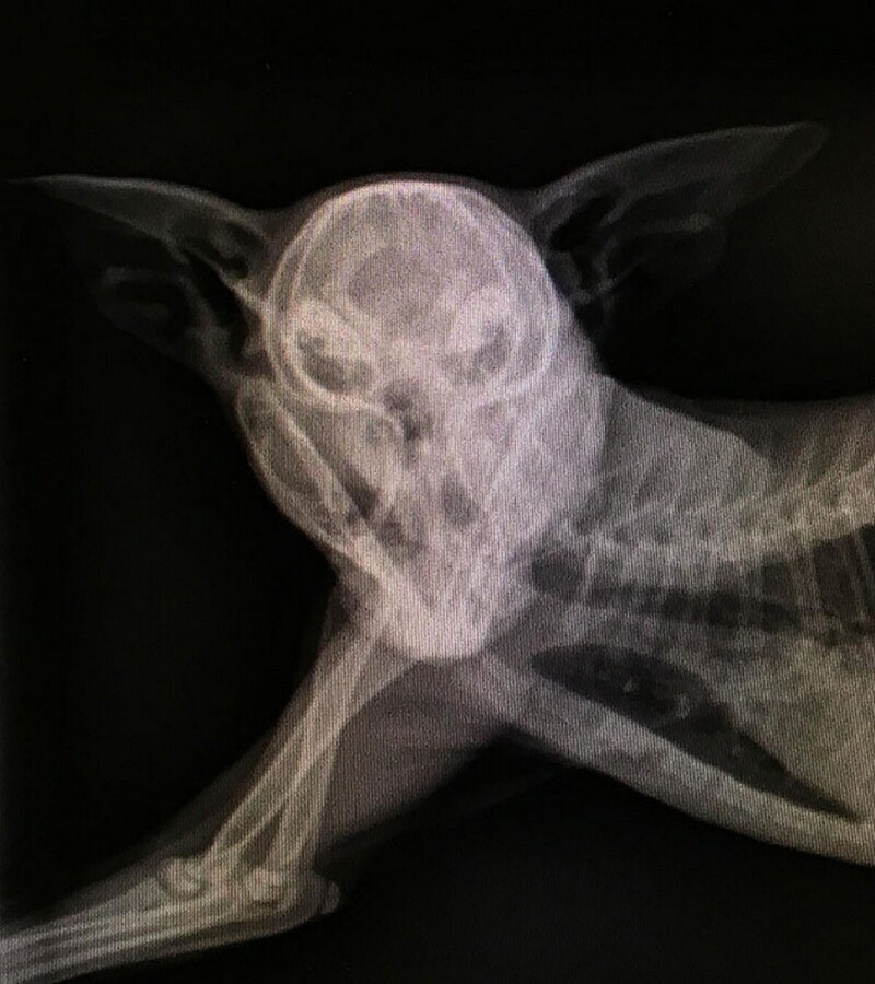 Если собака начинает двигаться, когда ей делают рентген, - получается портрет Анубиса