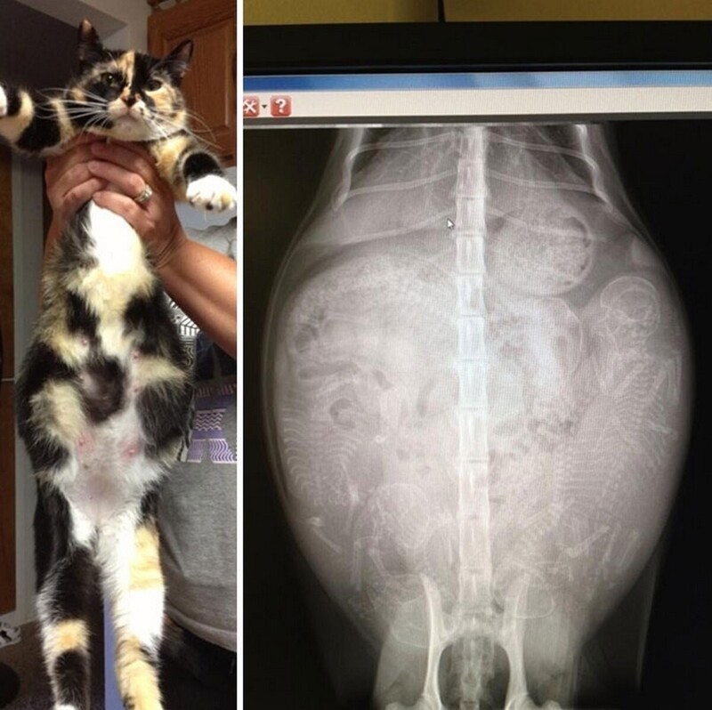 Рентгеновский снимок беременной кошки