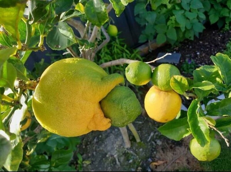 Хищный лимон