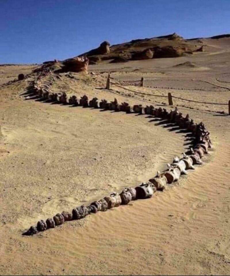 Этот скелет кита найден в раскаленных дюнах Египта