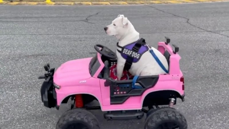 Глухая собака, спасенная от эвтаназии, ездит на собственном автомобильчике по гоночной трассе Daytona Speedway