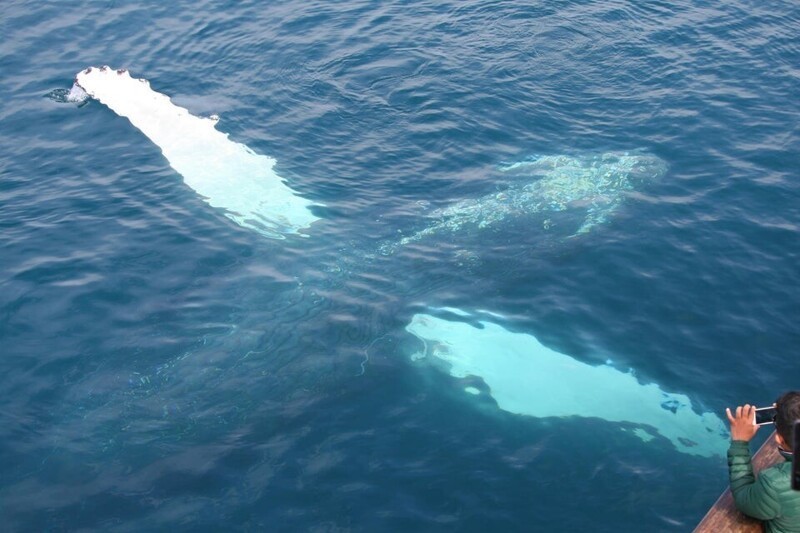 Этот кит подобрался к лодке слишком близко
