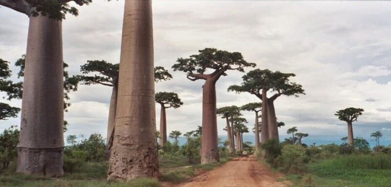 Аллея Баобабов, Мадагаскар