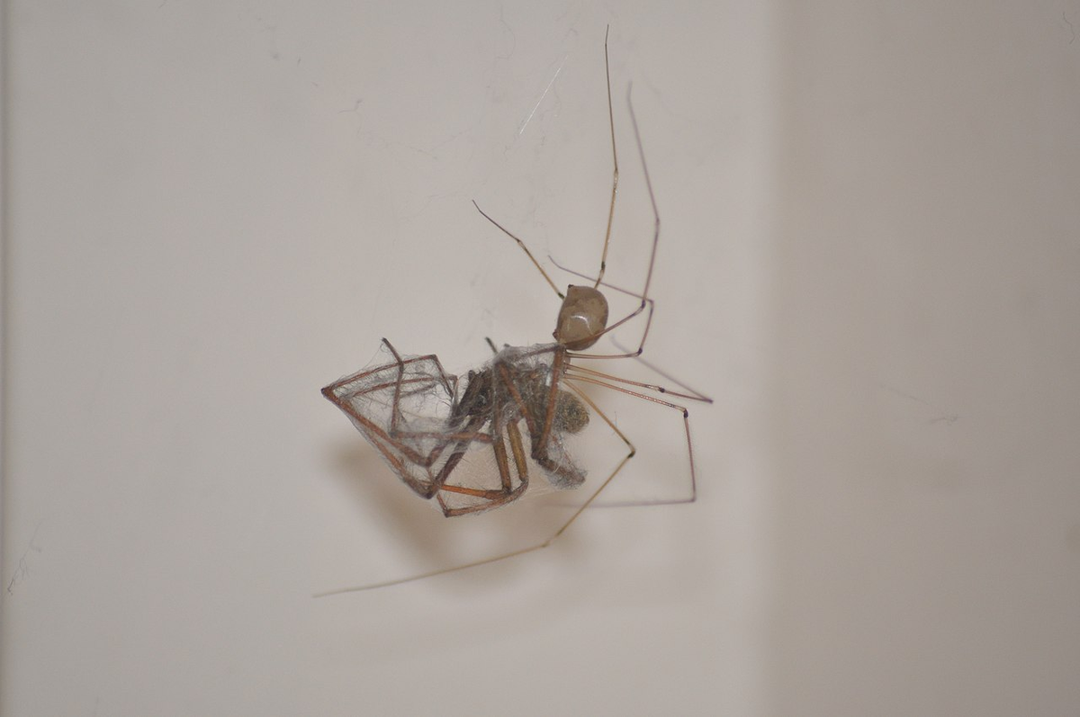 Паук-сенокосец: те самые пауки, которые плетут «сопли» за вашим шкафом