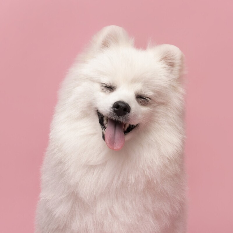 Comedy Pet Photography Awards 2021- конкурс самых забавных фотографий домашних животных